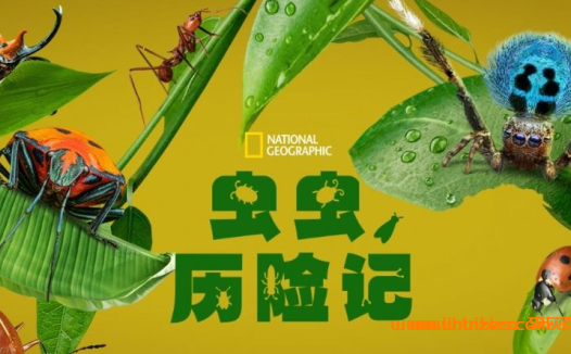国家地理虫虫生存记:微小生物的都市生存法则(全5集·中英双语)